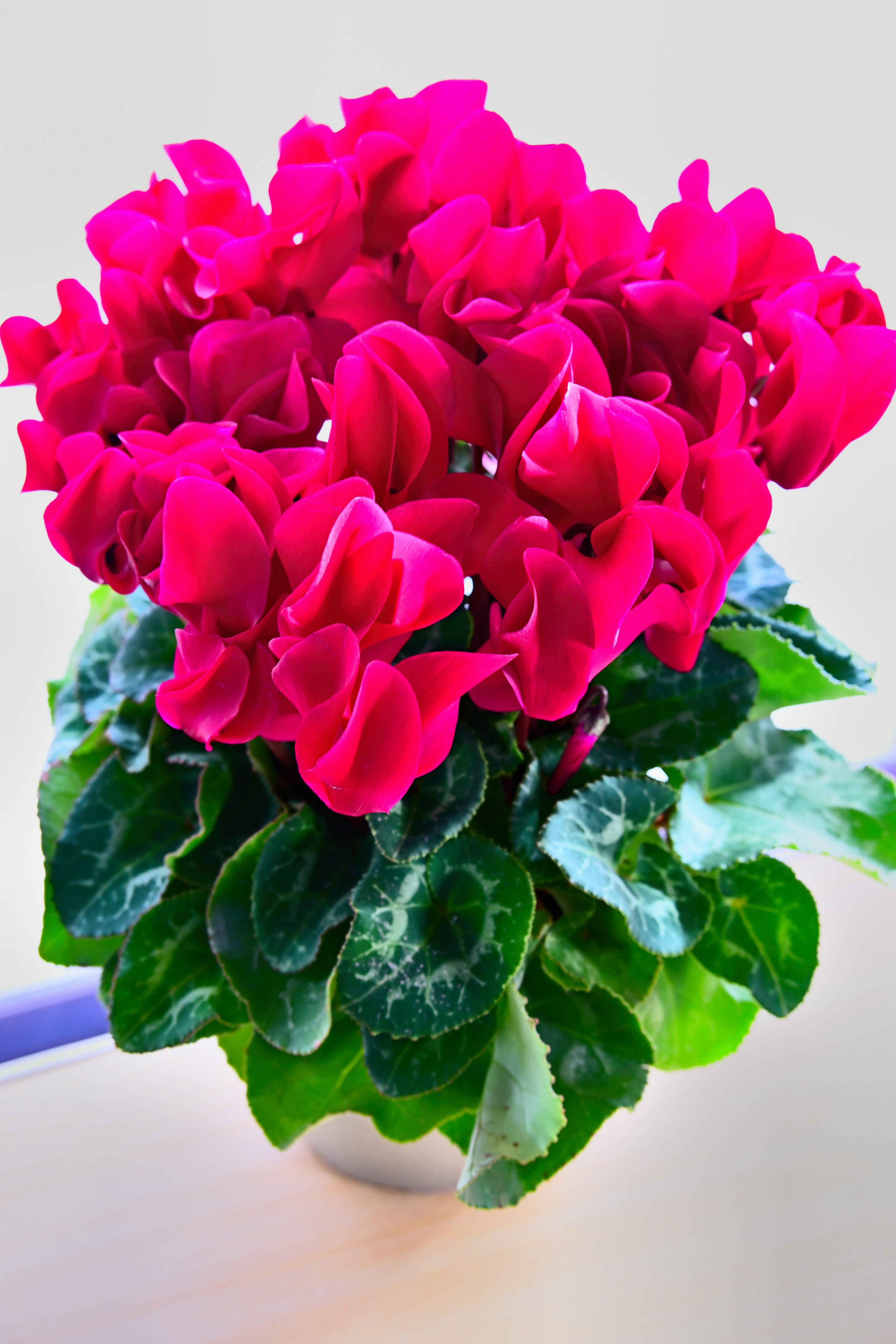 red cyclamen blooms in a bouquet-like arrangement