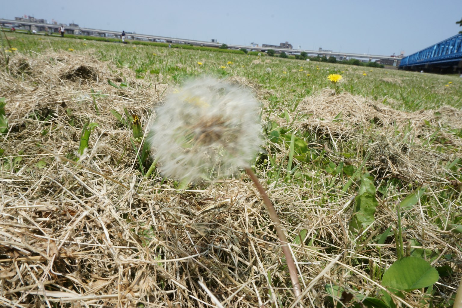 Primo piano di un soffione in un campo erboso