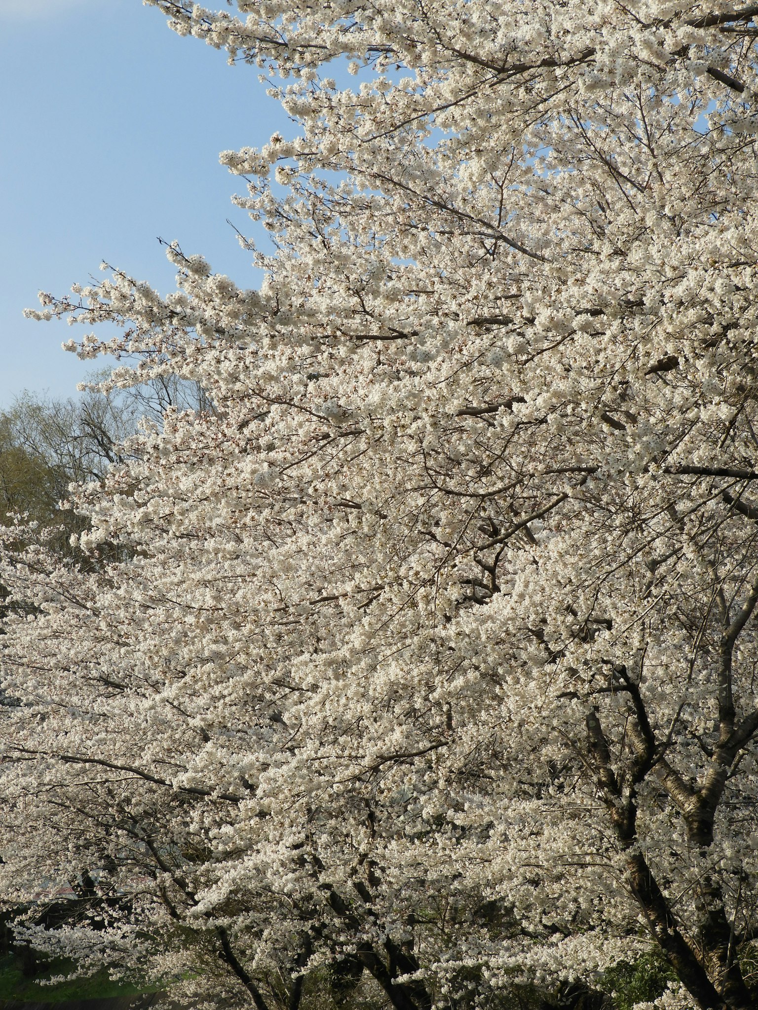 Deretan pohon sakura dengan bunga putih