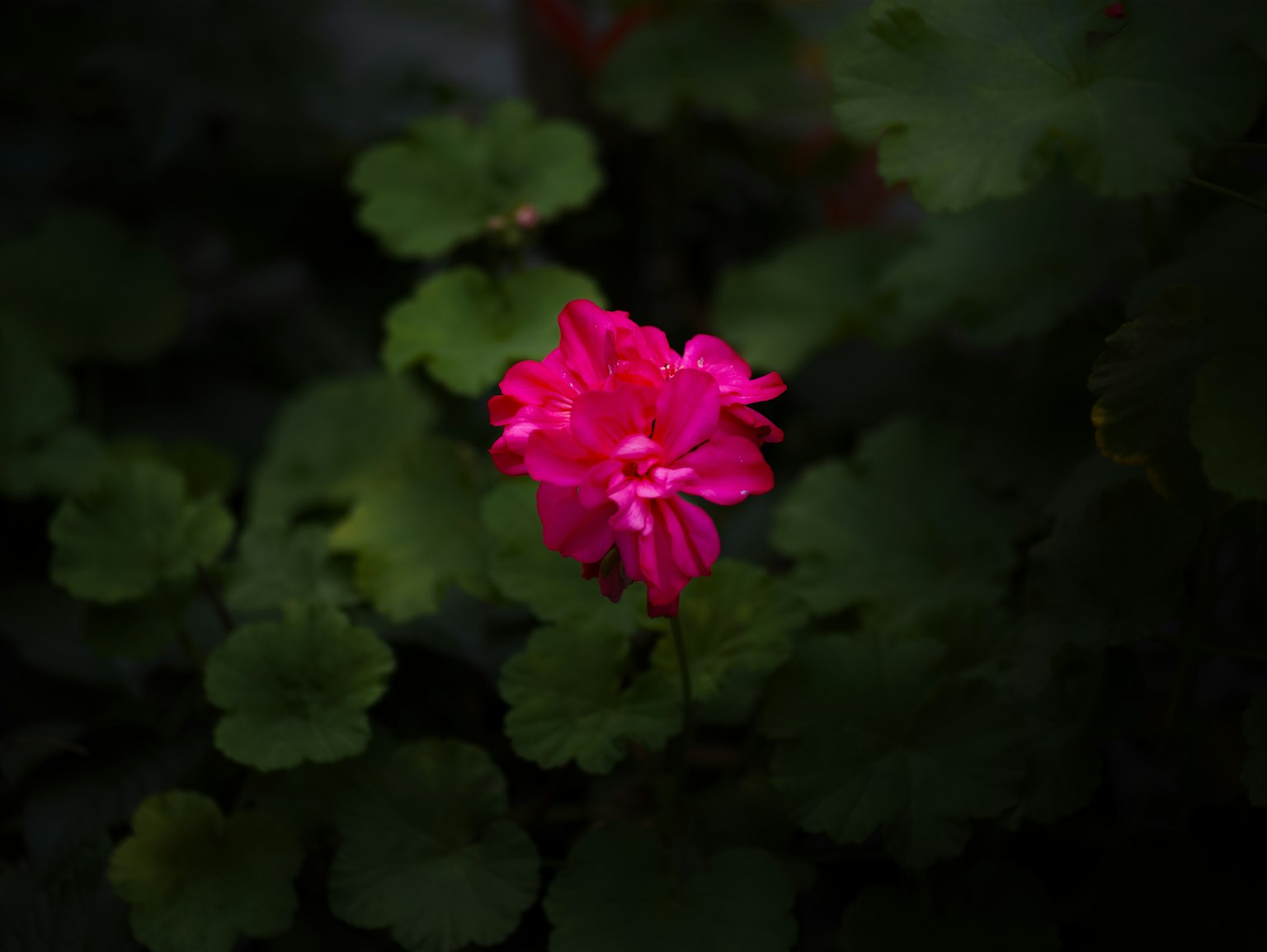 ดอกไม้สีชมพูสดใสโดดเด่นอยู่บนพื้นหลังสีเขียวเข้ม