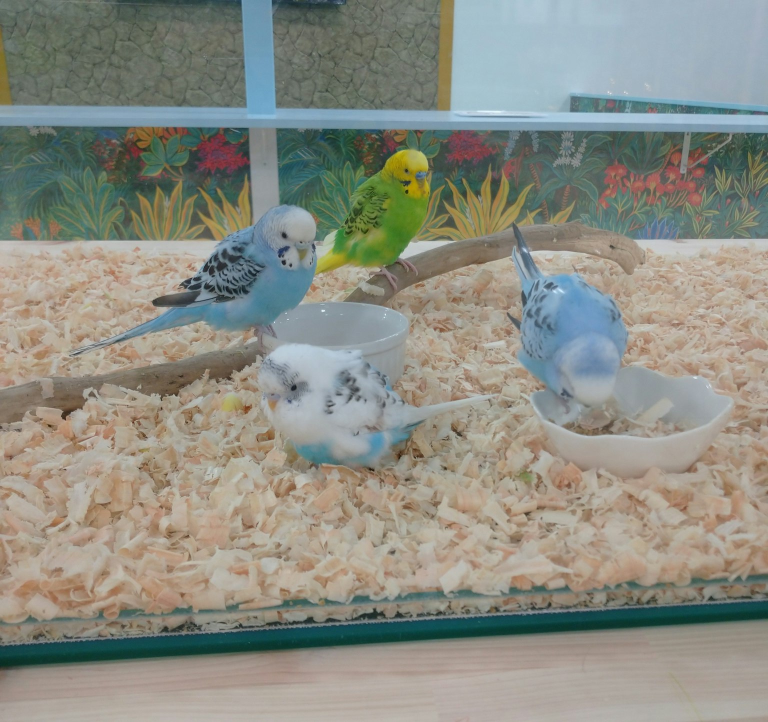 Colorful budgerigars eating in a cage