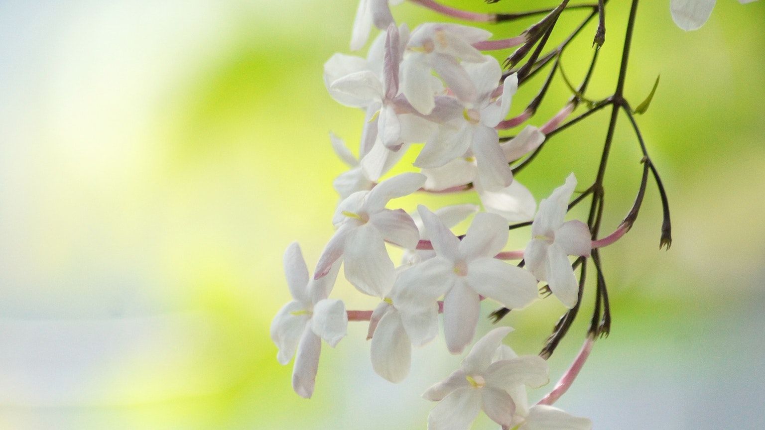 Weiße Jasminblüten schwingen vor einem sanften grünen Hintergrund