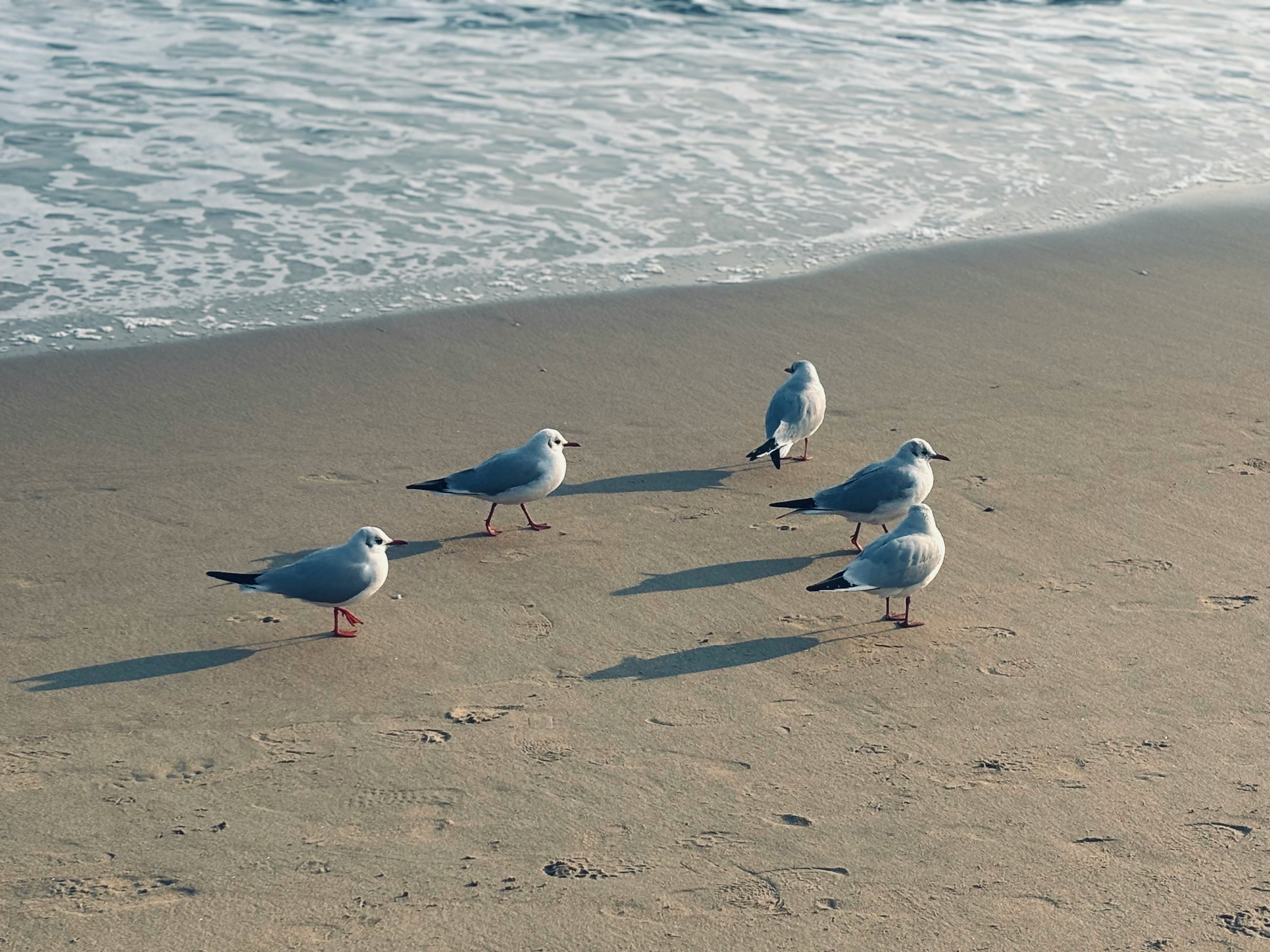 砂浜を歩くカモメの群れ