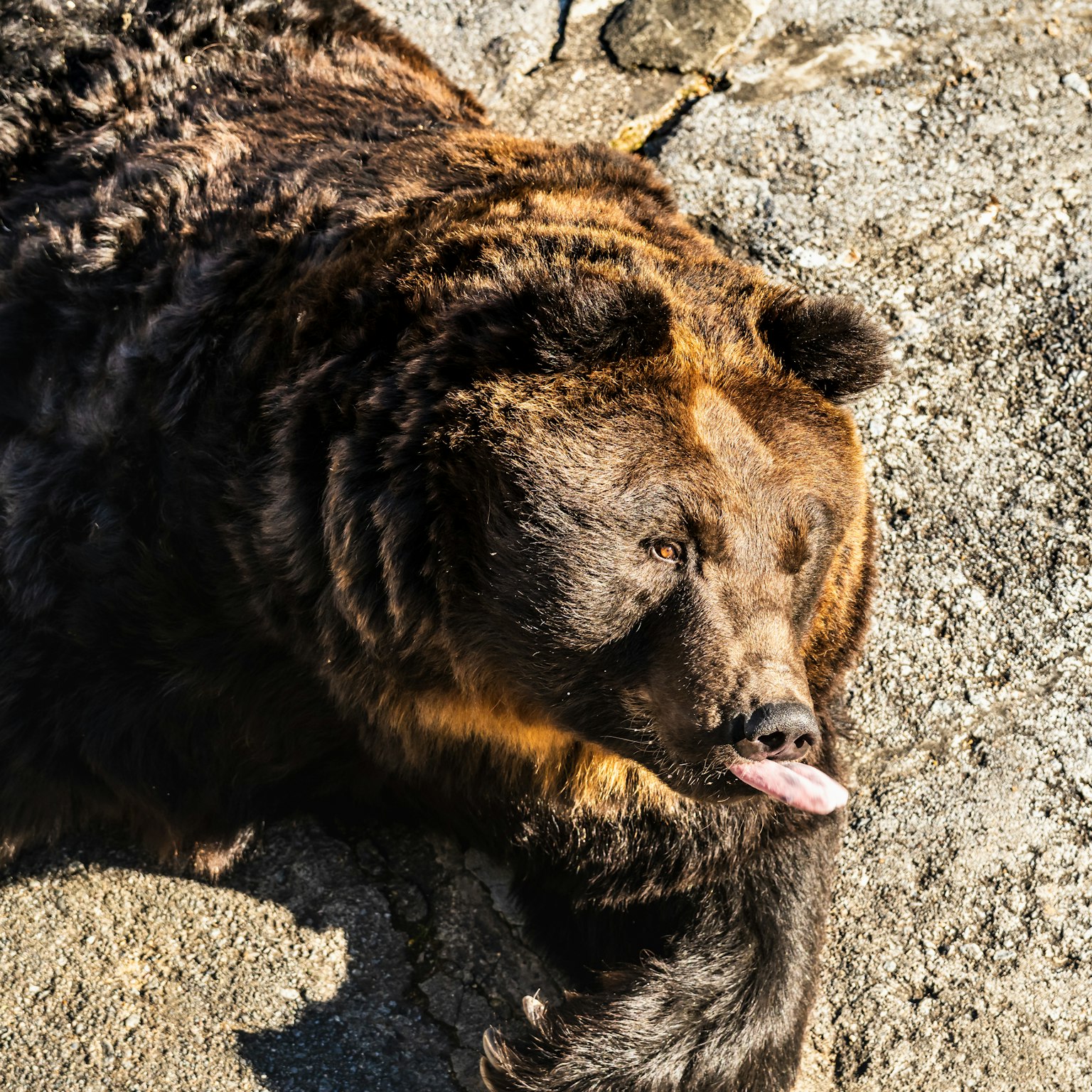 Beruang coklat menjulurkan lidah di atas batu