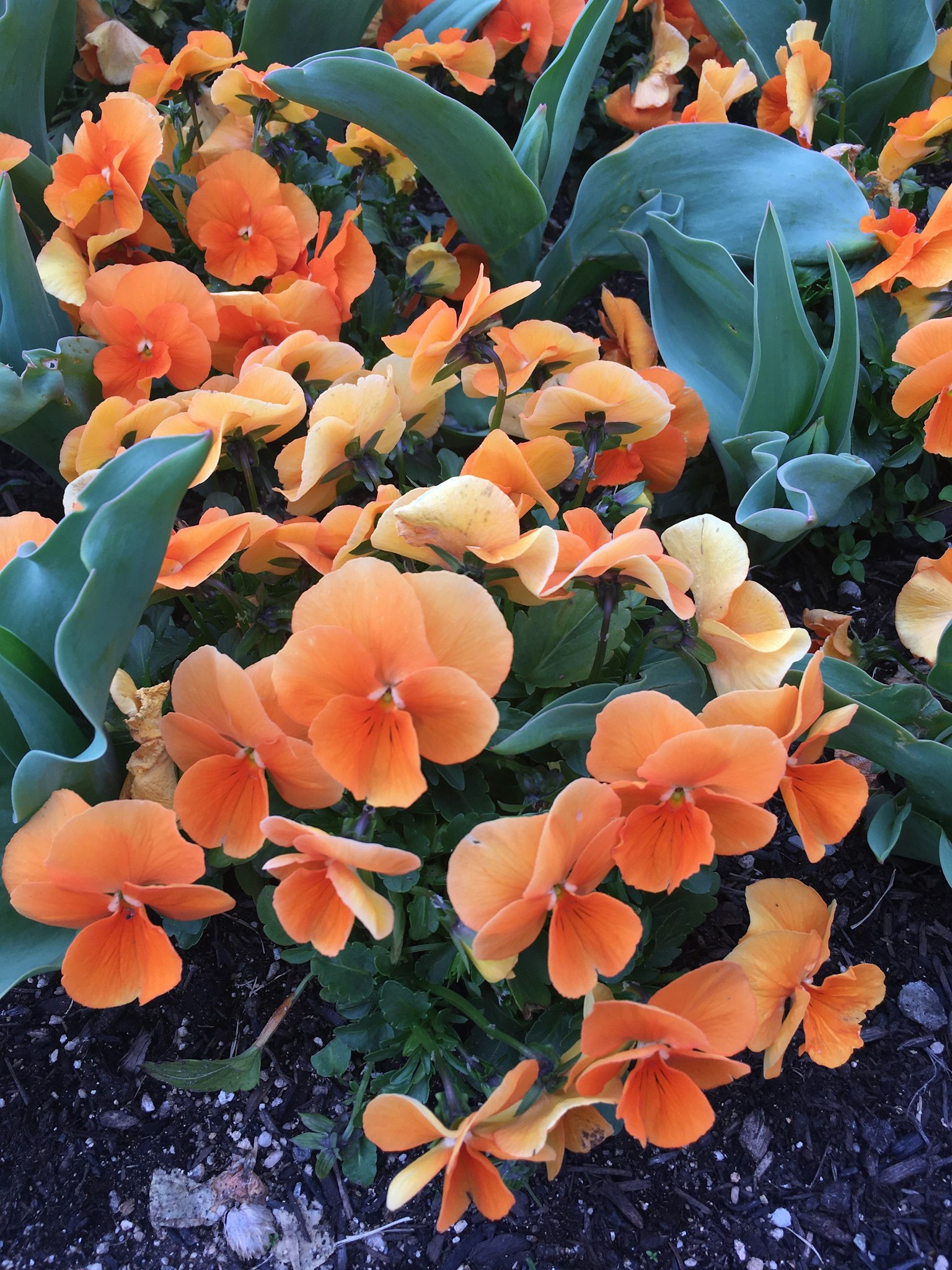 A vibrant display of orange pansy flowers in a garden
