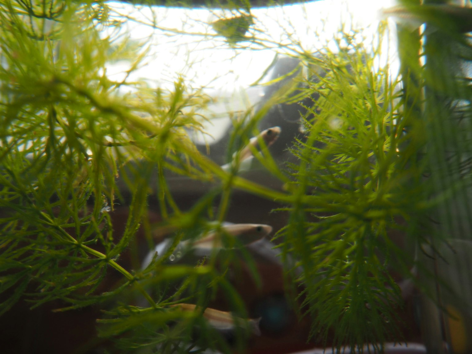 Ikan kecil terlihat melalui tanaman air dan pantulan air