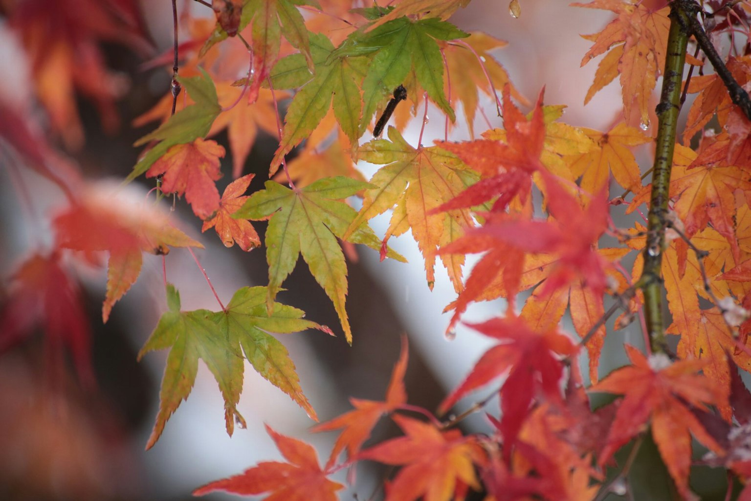 Colorful maple leaves in a beautiful autumn scene