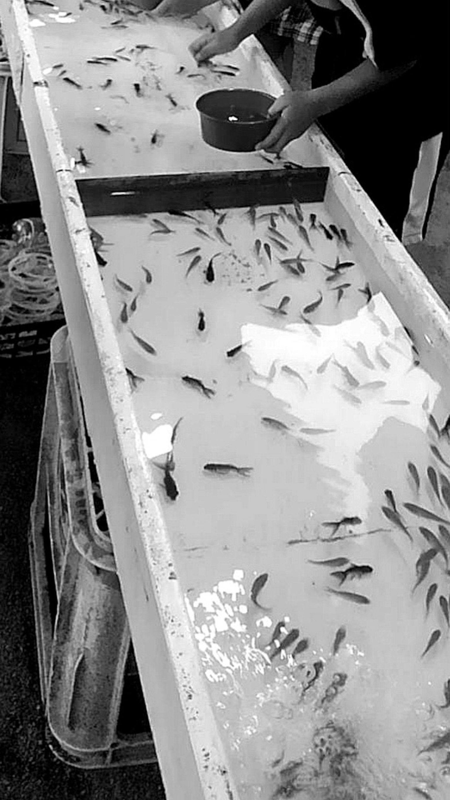 Ikan kecil di dalam tangki air dengan tangan yang menanganinya