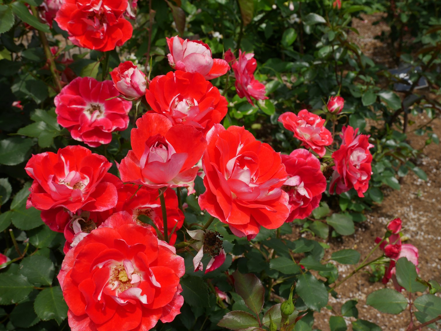 Rose rosse vibranti che fioriscono in un giardino