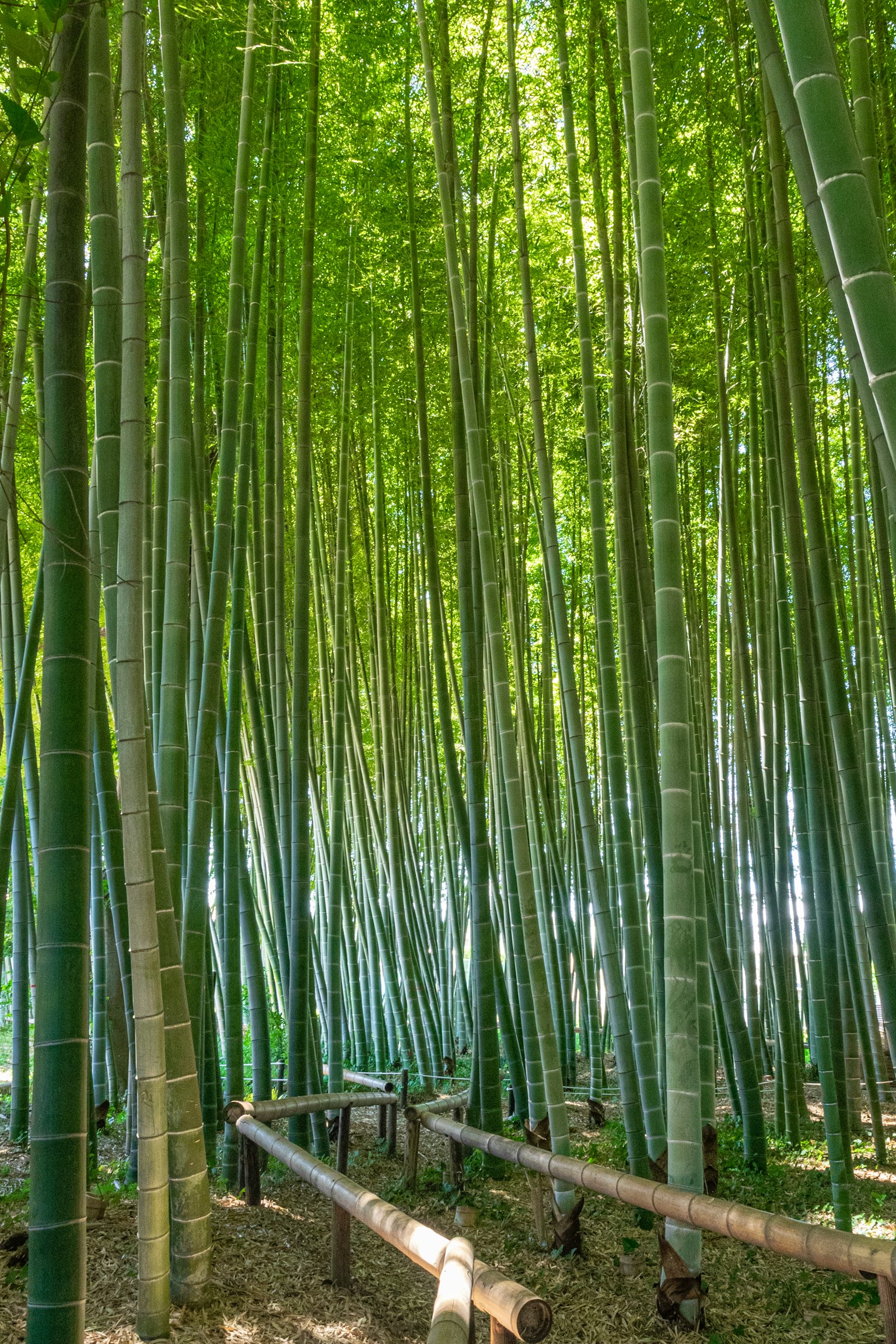 Lush bamboo forest with tall green stalks and vibrant leaves