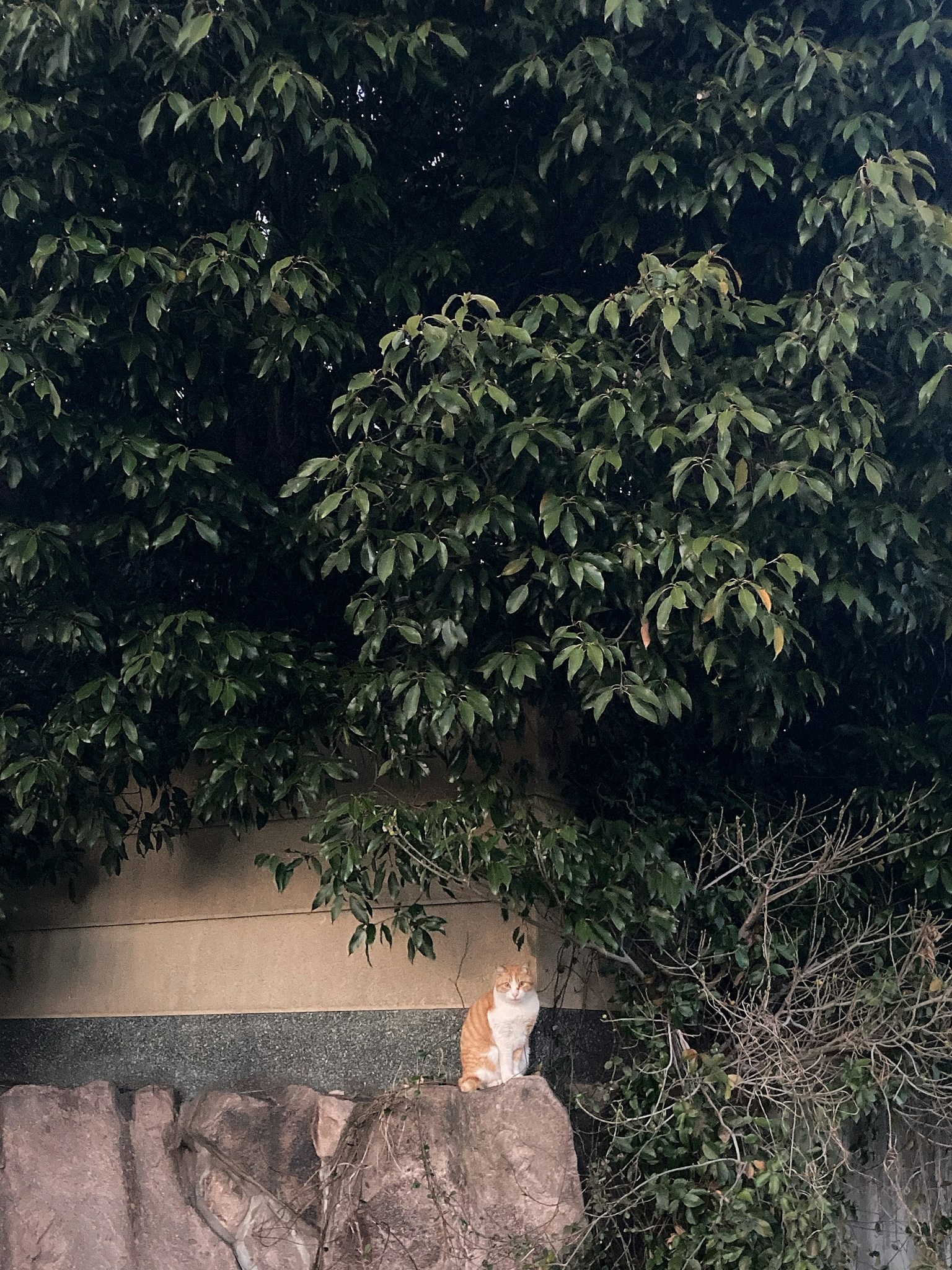 Chat orange assis sous un arbre vert
