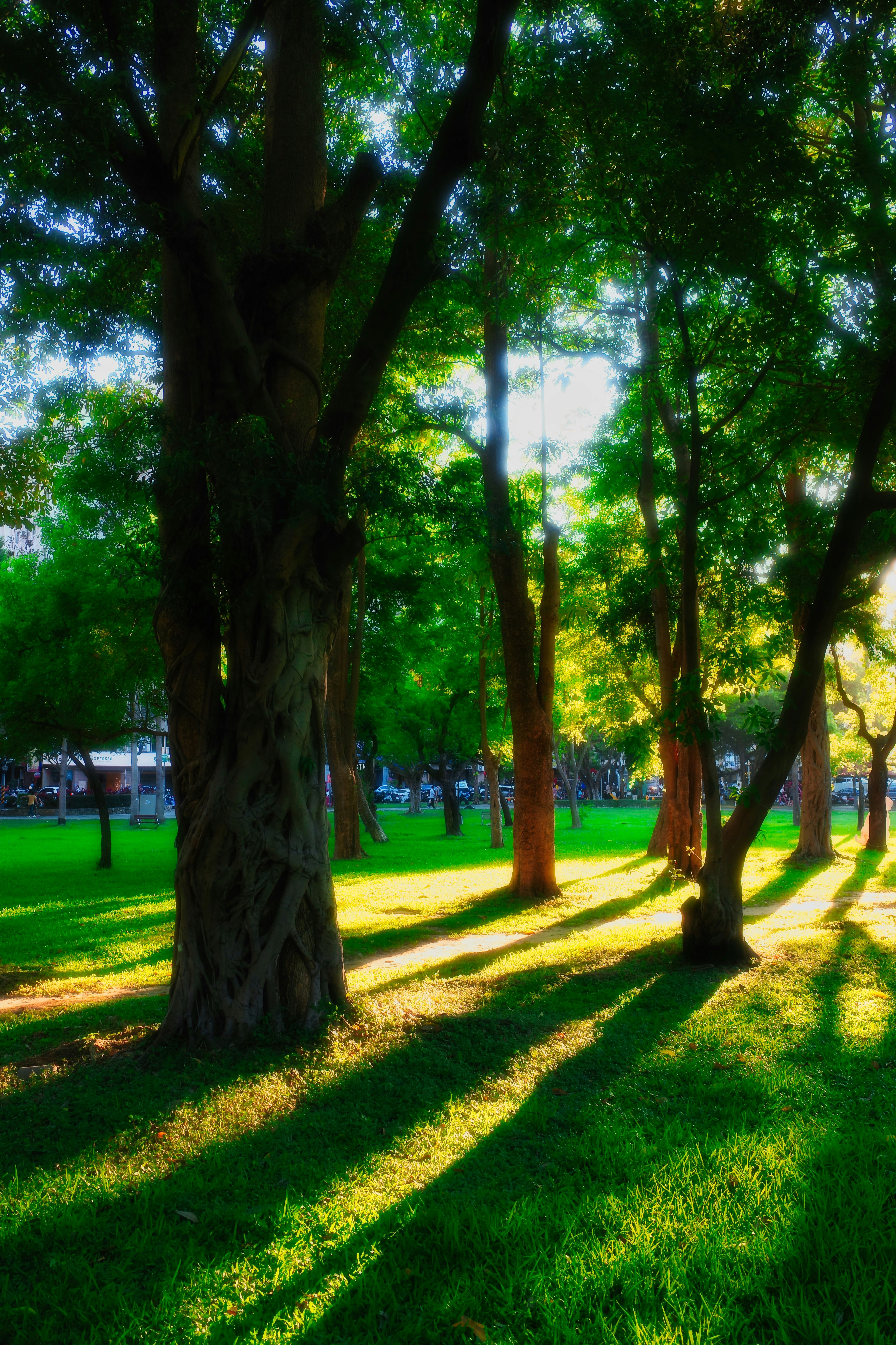 木々の並ぶ公園の芝生と木漏れ日
