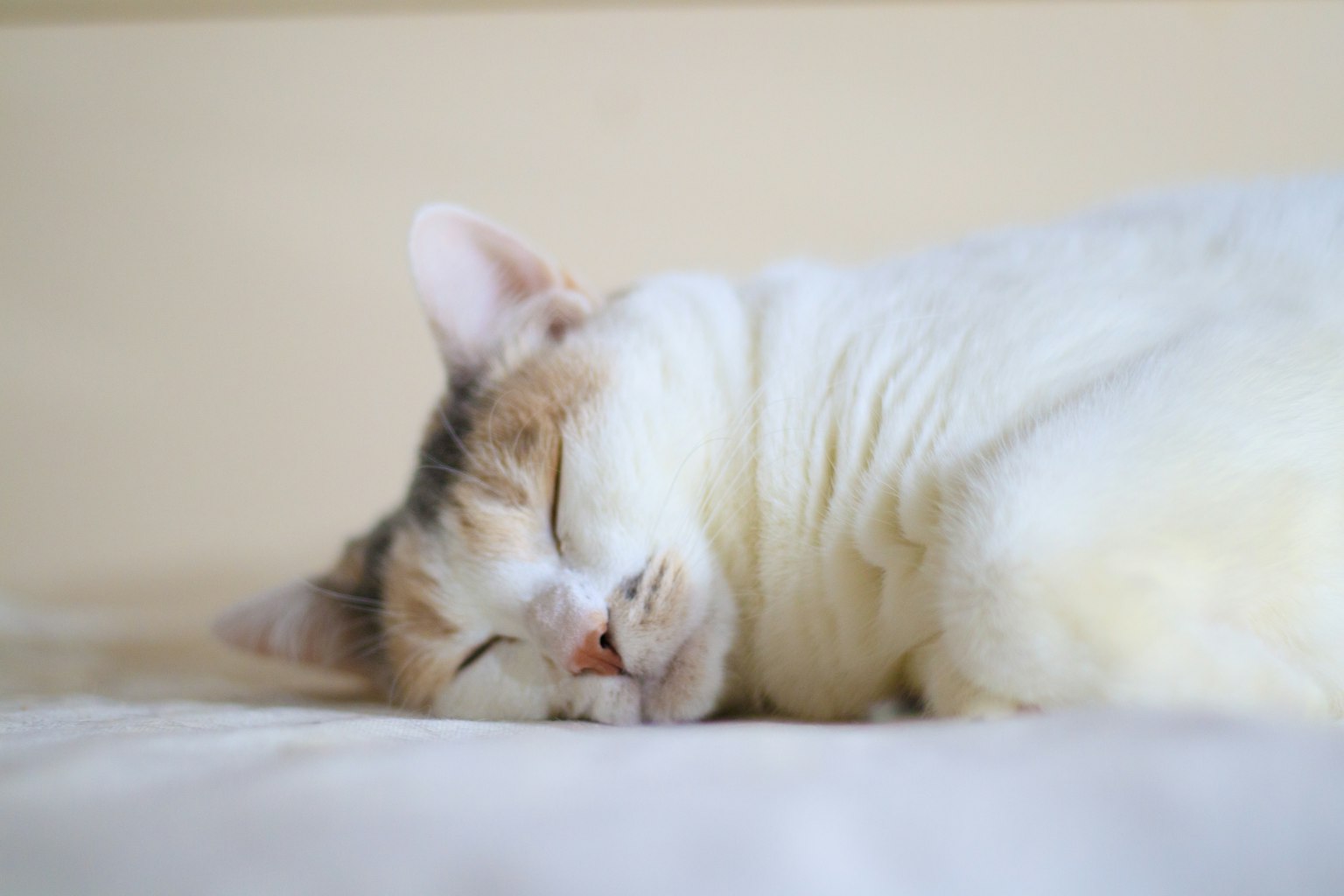 Schlafende Katze in einer gemütlichen Position mit weißem und cremefarbenem Fell
