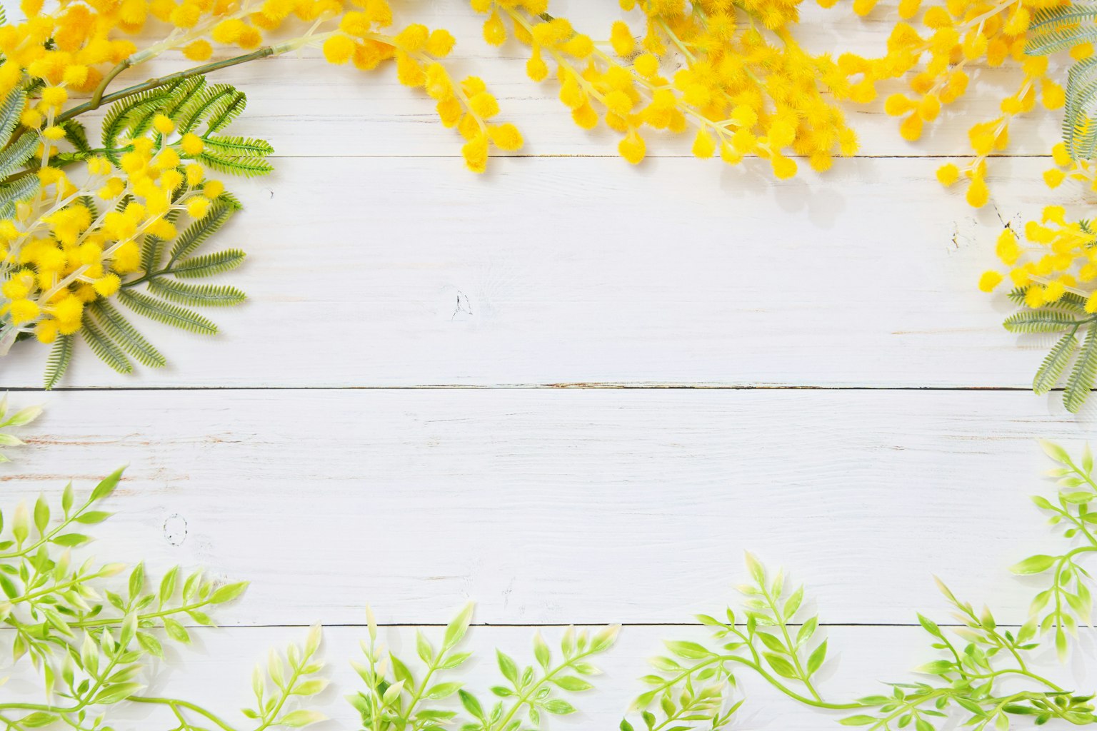 Flores de mimosa amarillas y hojas verdes dispuestas sobre una mesa de madera blanca