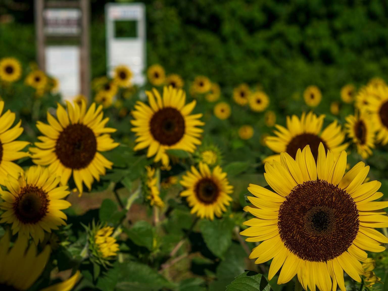 Champs de tournesols vibrants avec des fleurs jaunes brillantes et des feuilles vertes
