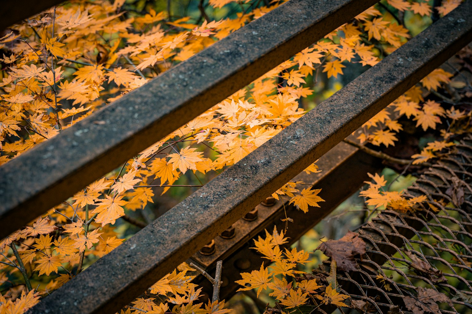 鉄道のレールの上に落ちたオレンジ色の葉