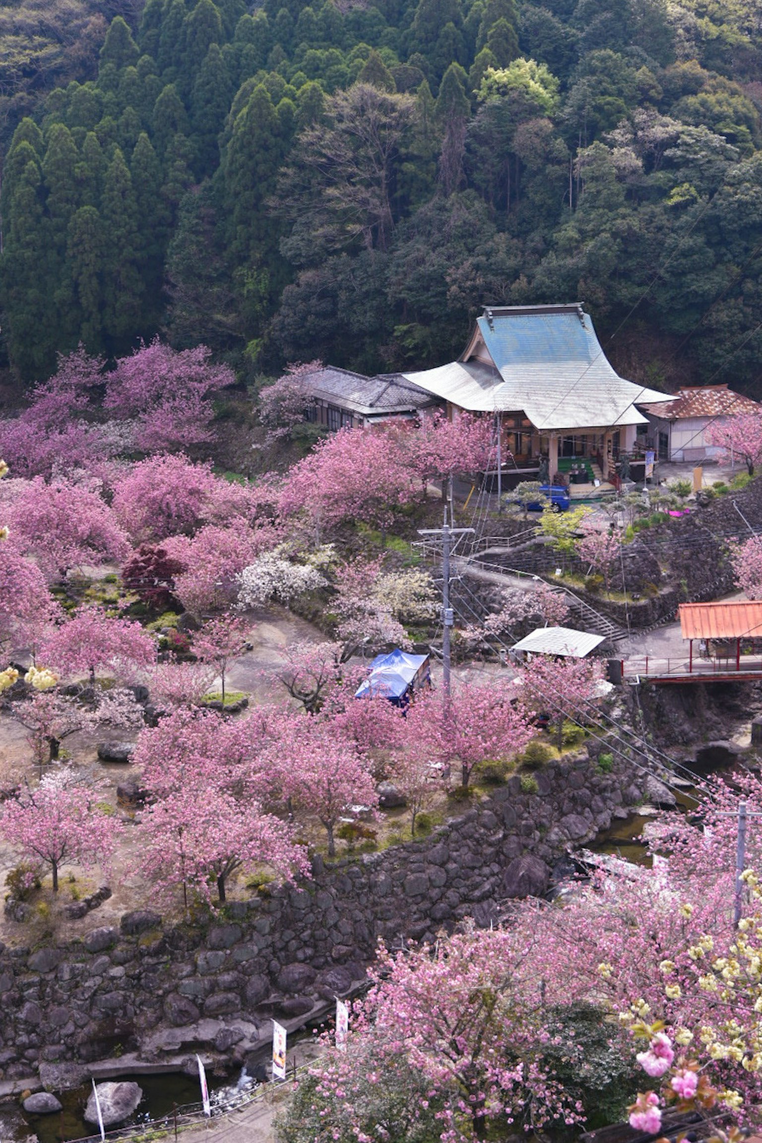 日本寺庙周围盛开的樱花美景
