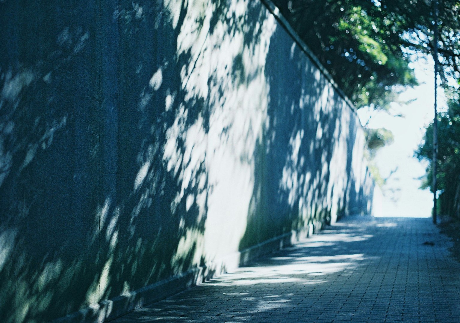 Sentier serein avec des ombres bleues et de la lumière du soleil filtrant à travers les arbres