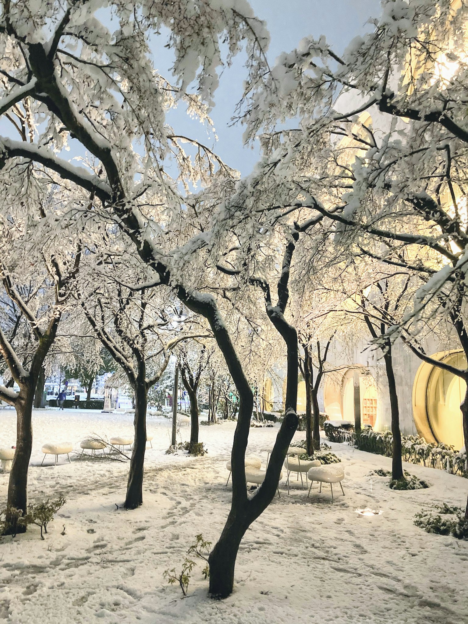 Mit Schnee bedeckte Bäume vor einem hellen Hintergrund