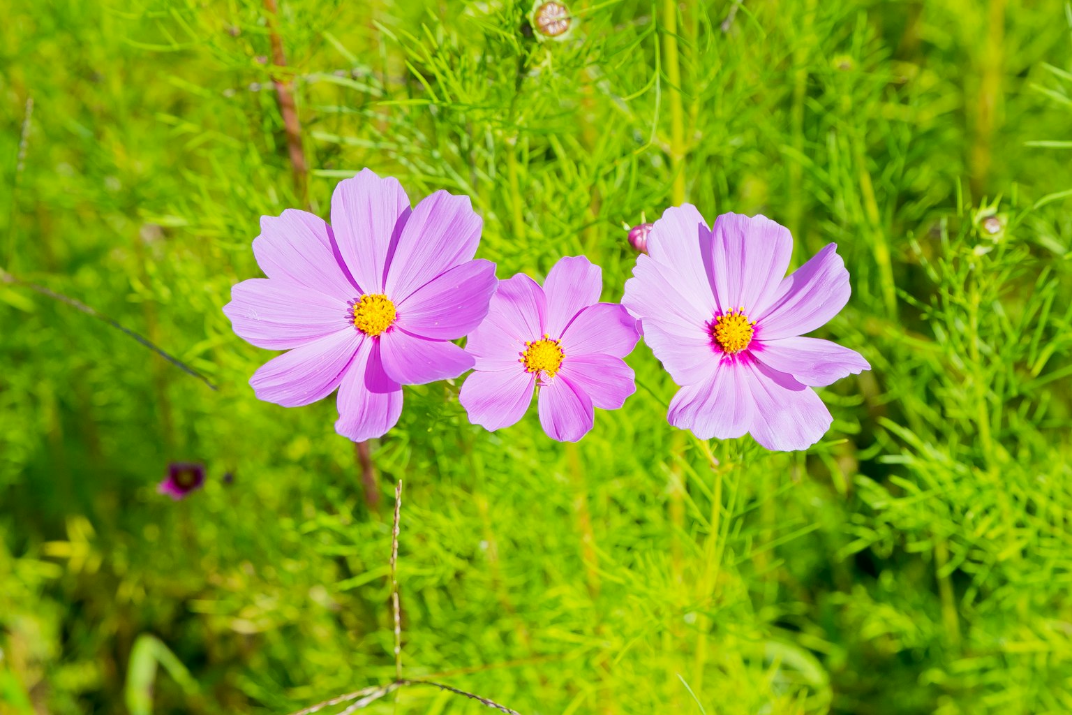 Trois fleurs roses épanouies sur un fond vert vif