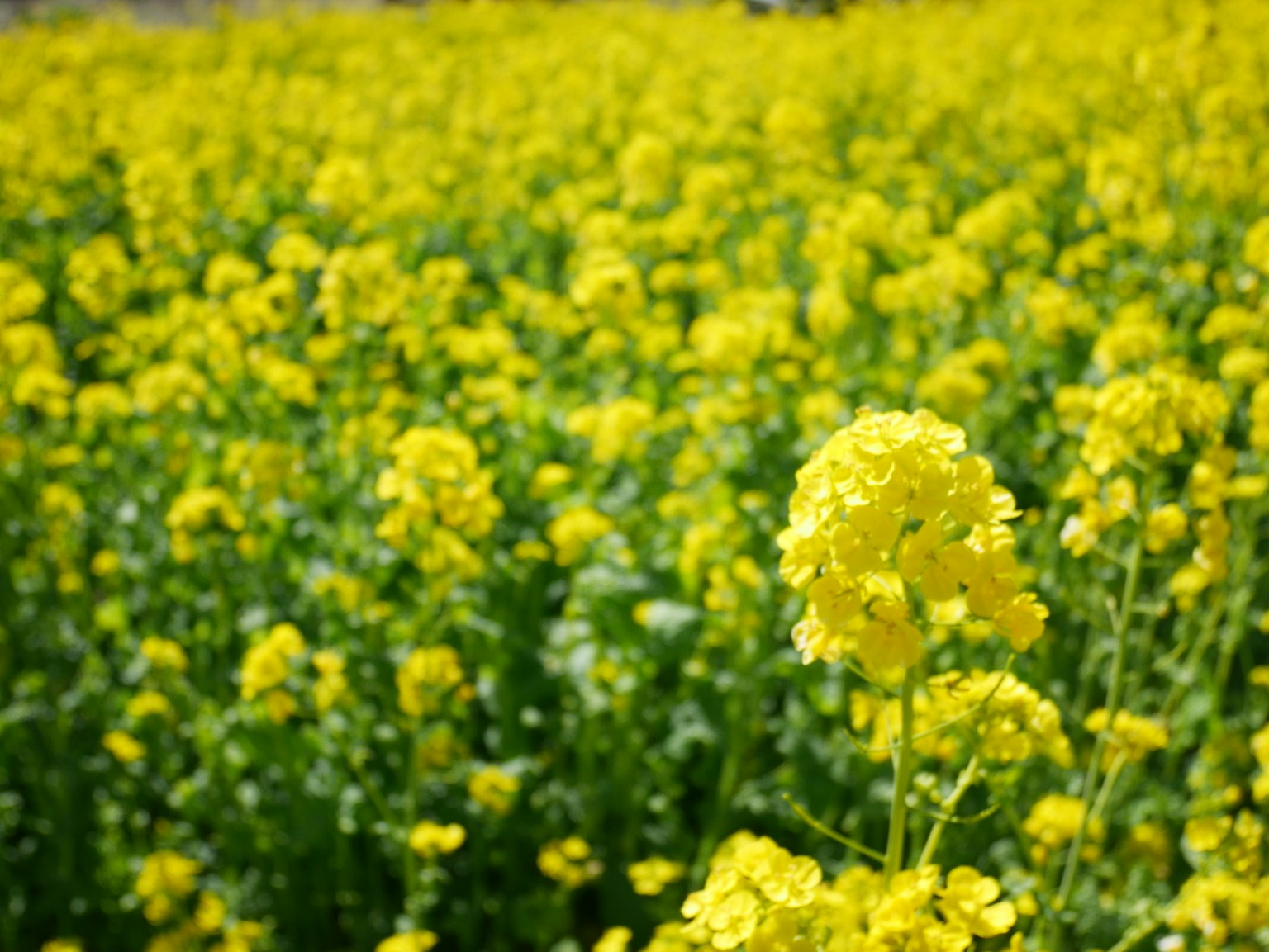 Fiori di colza gialli vibranti in piena fioritura in un campo