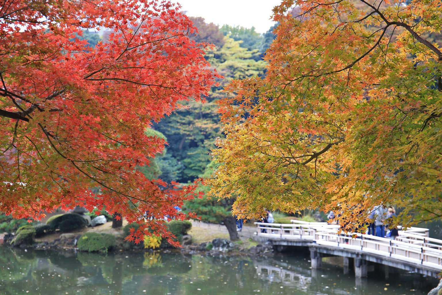 Parco autunnale con un ponte bianco e uno stagno tranquillo
