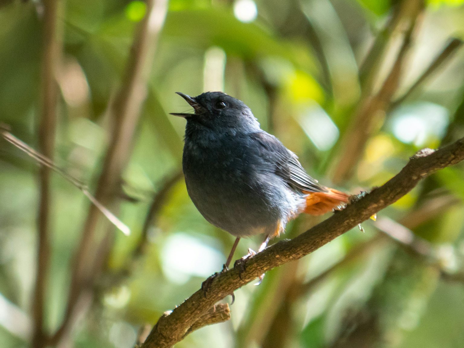 A blue bird perched on a branch singing