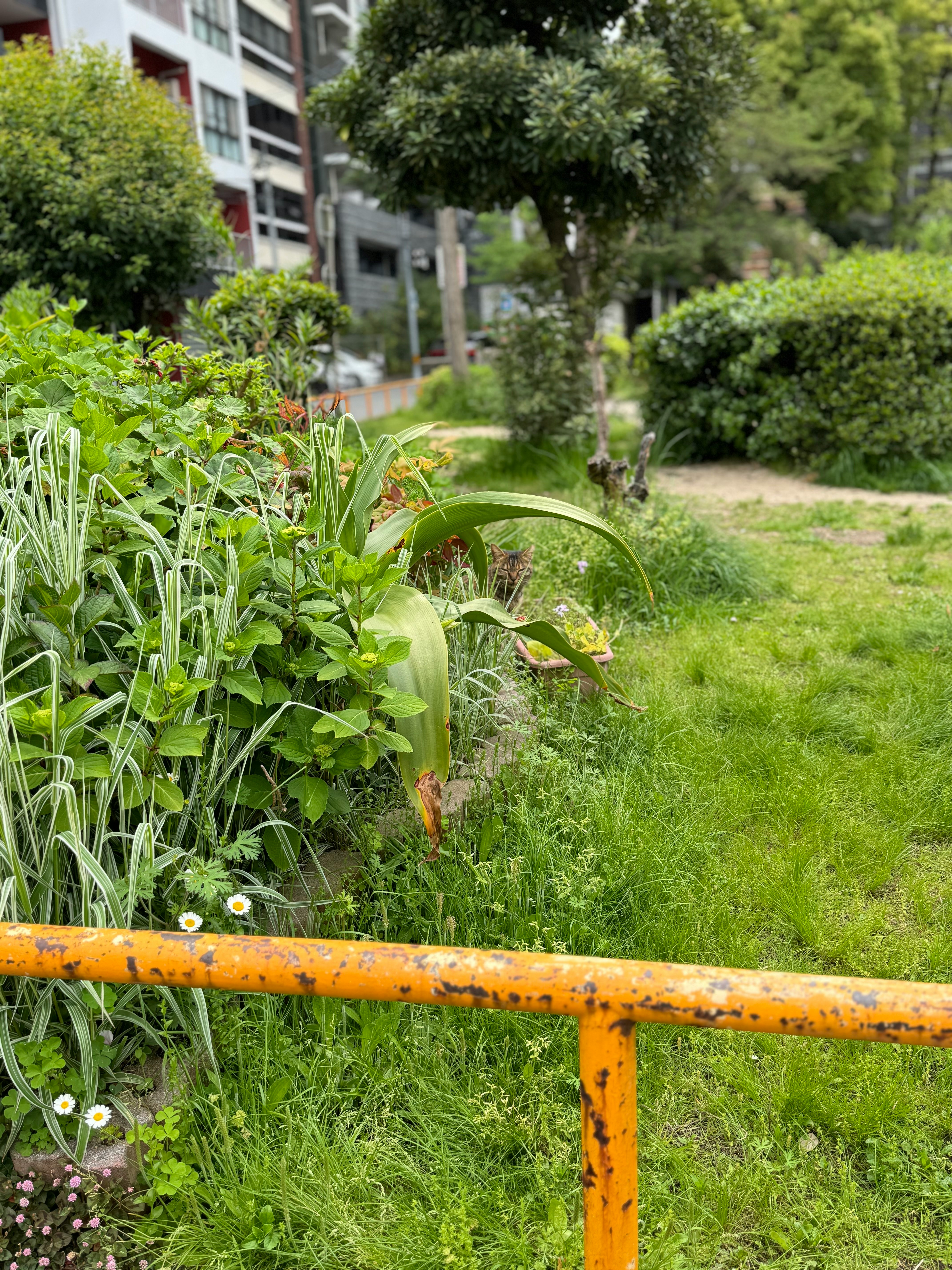 緑の芝生と花壇が並ぶ中庭の小道