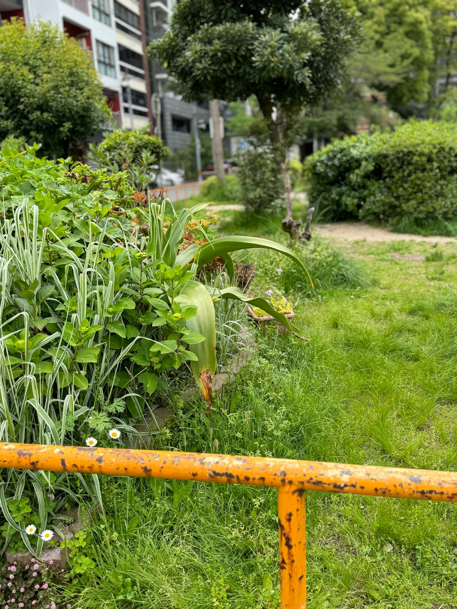 Pemandangan taman dengan rumput hijau dan tanaman dengan pagar oranye berkarat