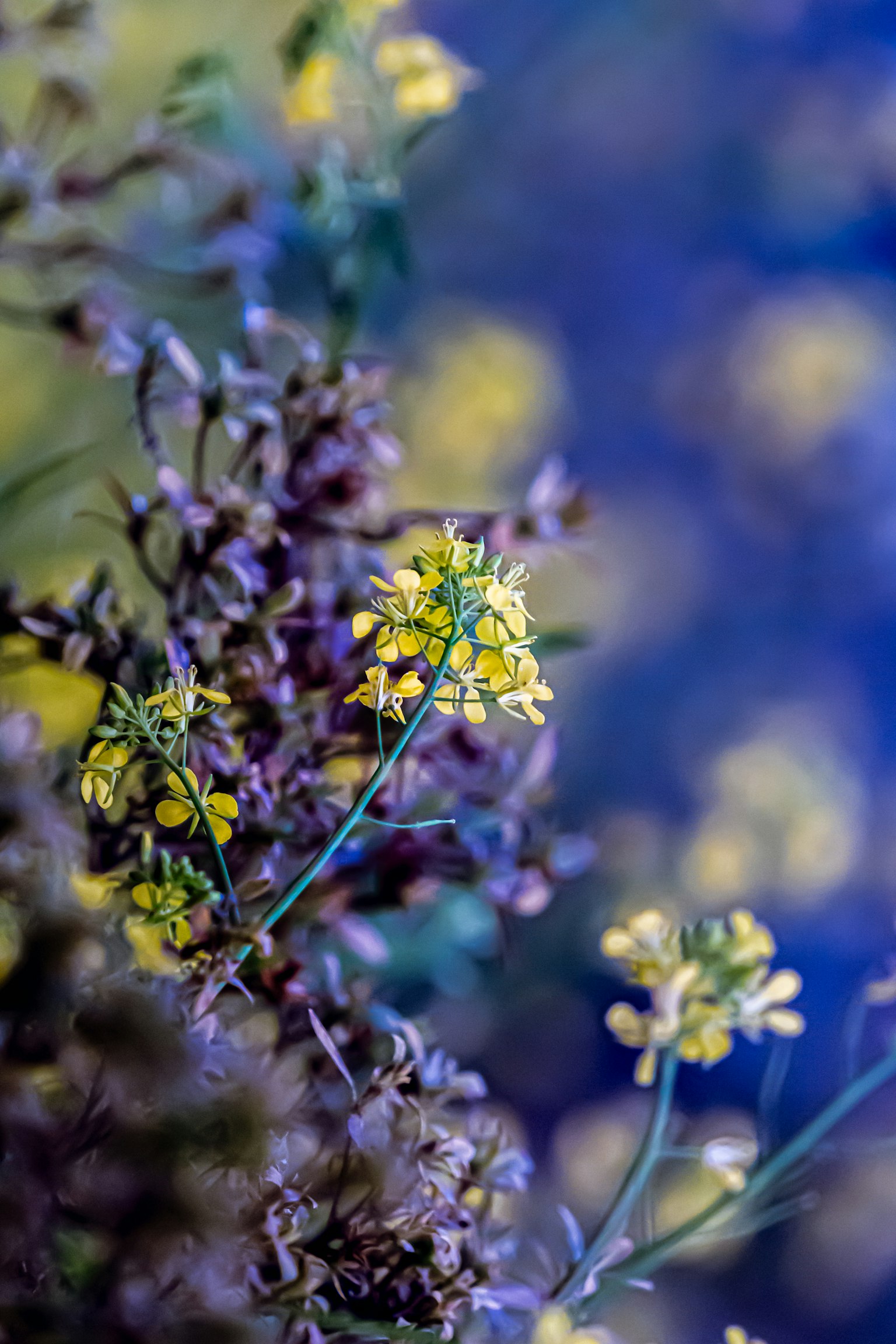 Nahaufnahme von gelben Blumen, die vor einem blauen Hintergrund blühen