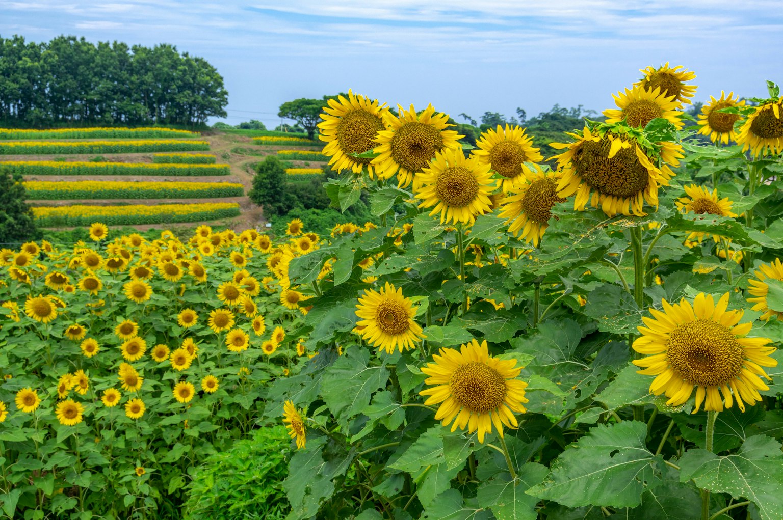 Campo di girasoli vivace con fiori gialli brillanti e fogliame verde sotto un cielo blu