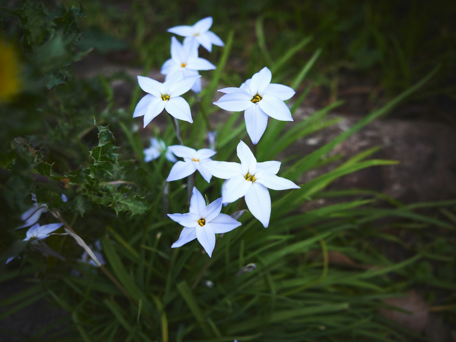 Fiori bianchi a forma di stella circondati da foglie verdi