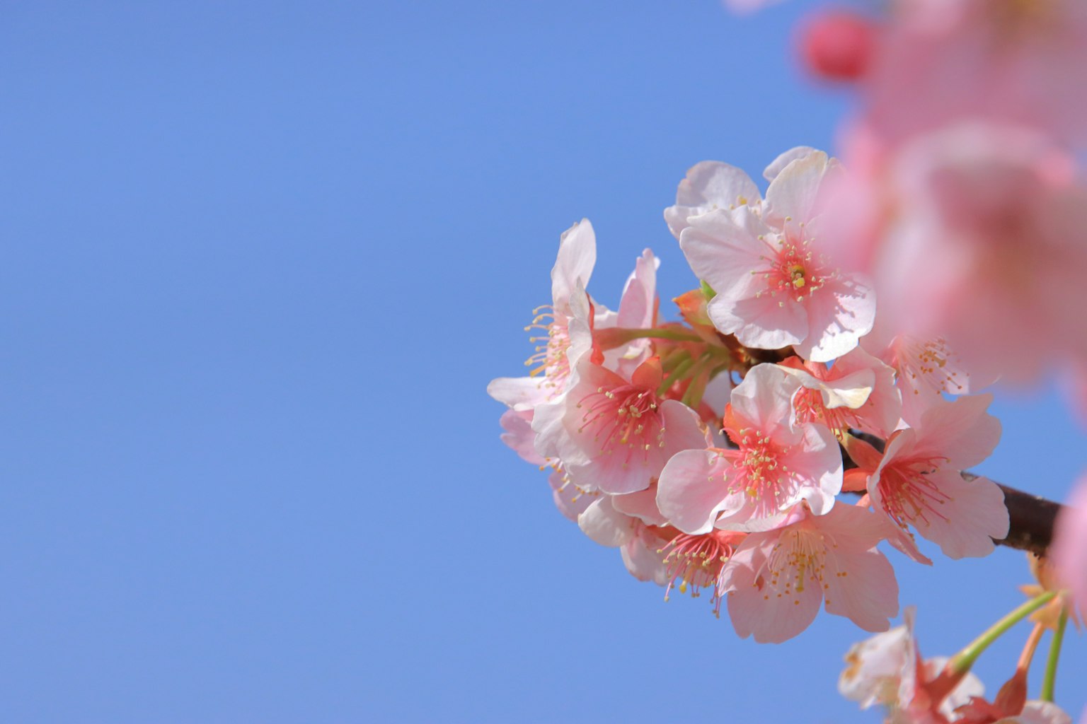 Nahaufnahme von Kirschblüten vor blauem Himmel