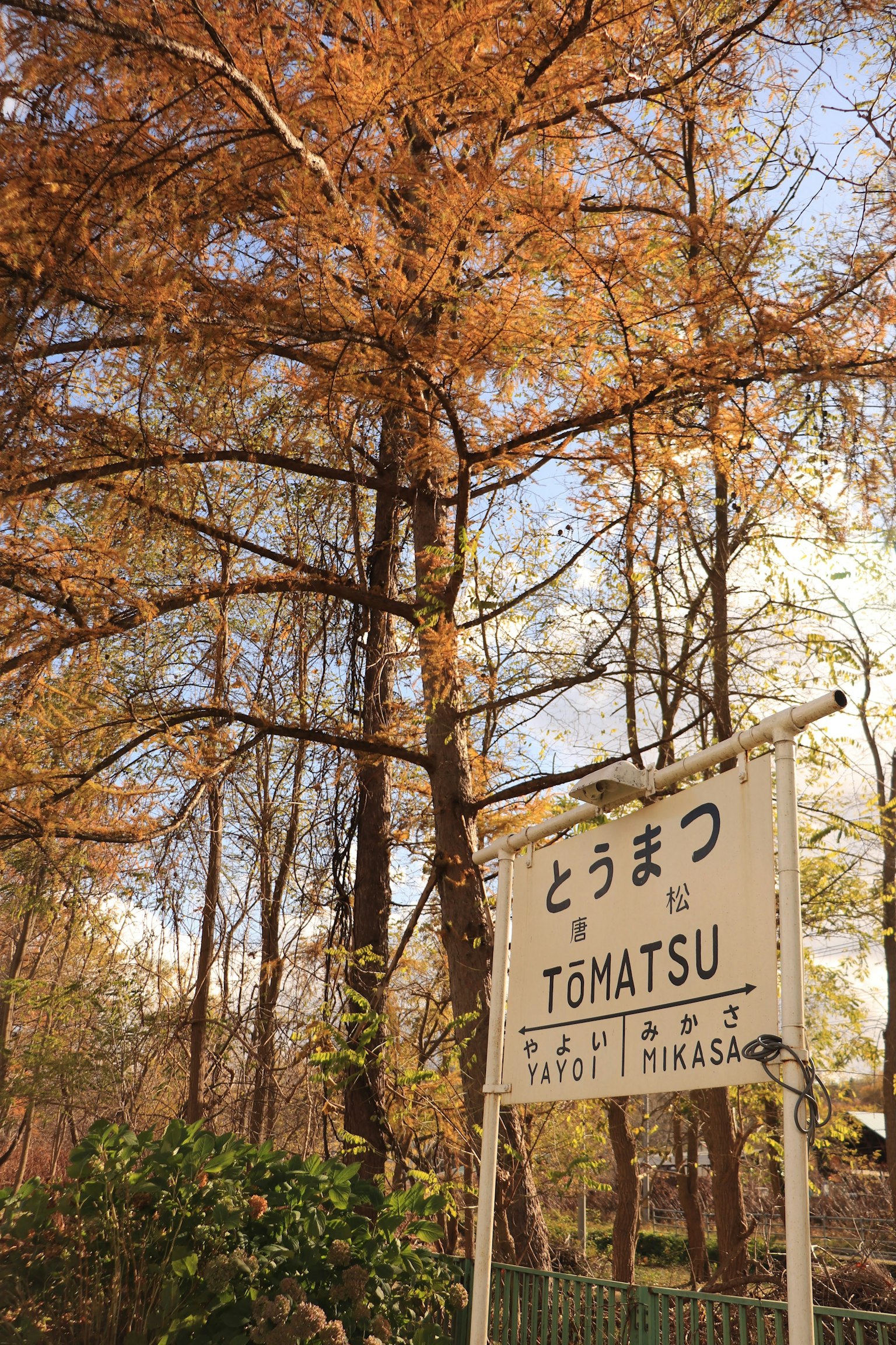 Beautiful autumn-colored tree with a sign reading YOMATSU in front
