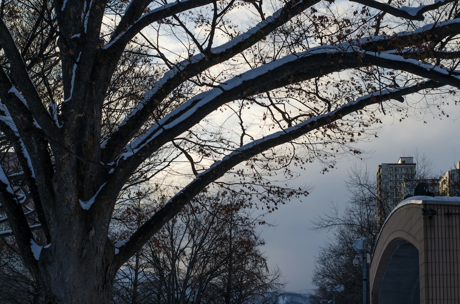 Rami di albero coperti di neve contro un cielo invernale