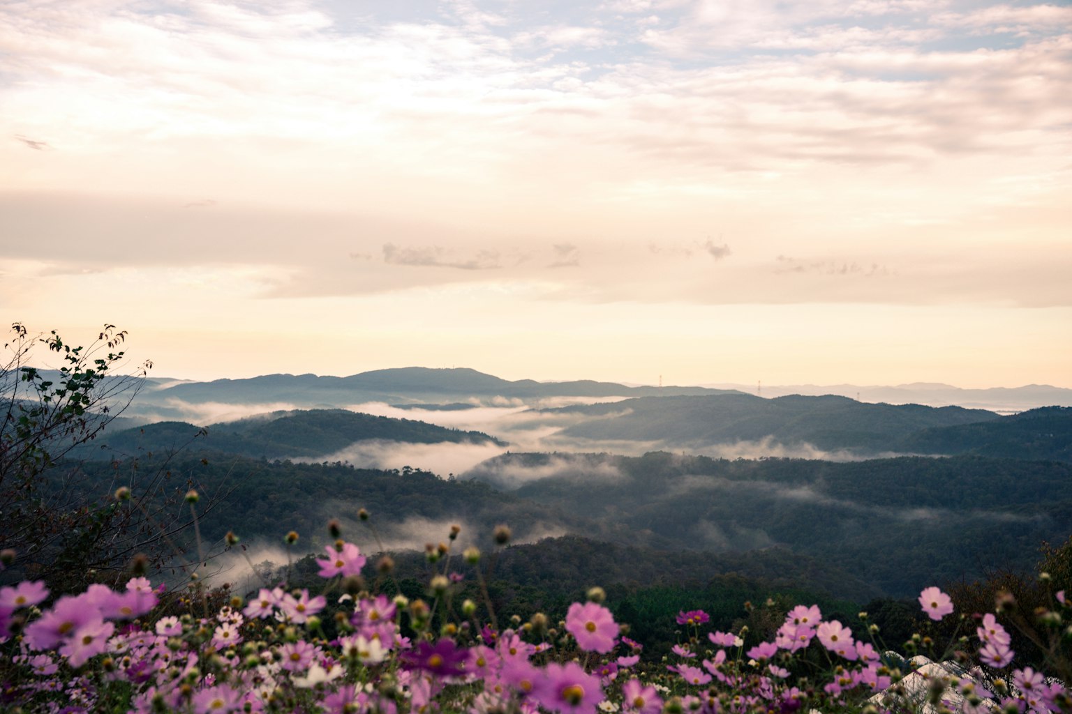Vista panoramica di fiori colorati in primo piano con montagne nebbiose sullo sfondo