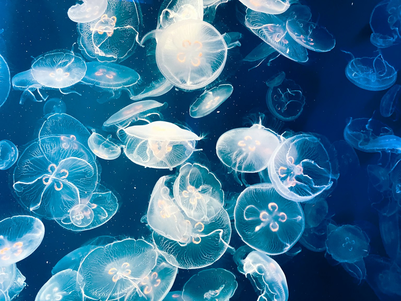 Un gruppo di meduse trasparenti che galleggiano in acqua blu