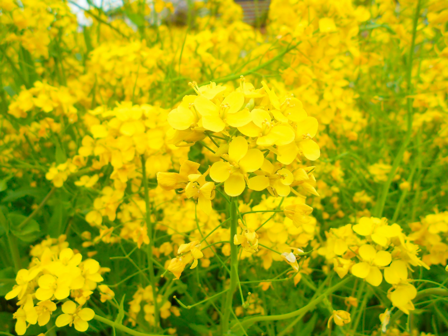 Fiori di colza gialli vibranti in piena fioritura