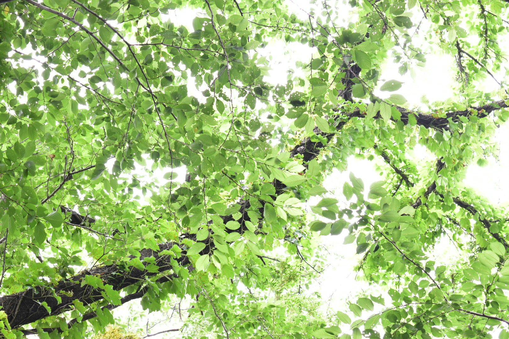 木漏れ日が差し込む緑の葉の枝先