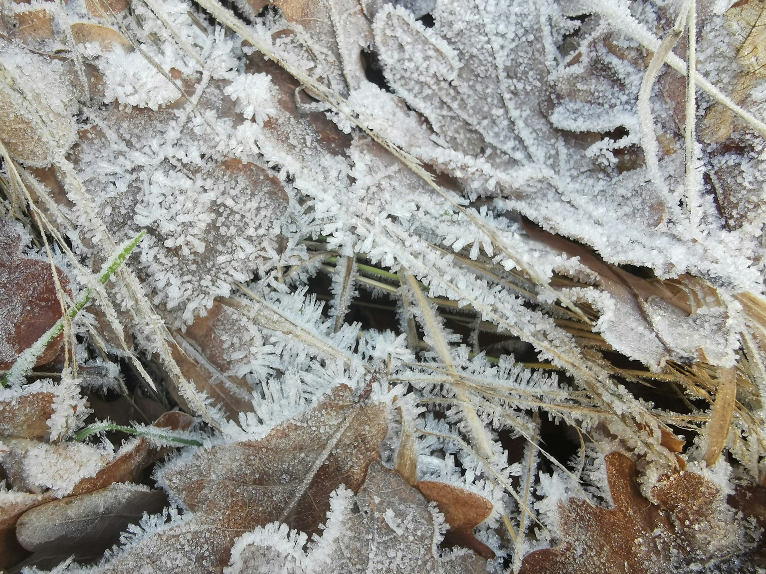 Close-up of frost-covered dead leaves and grass