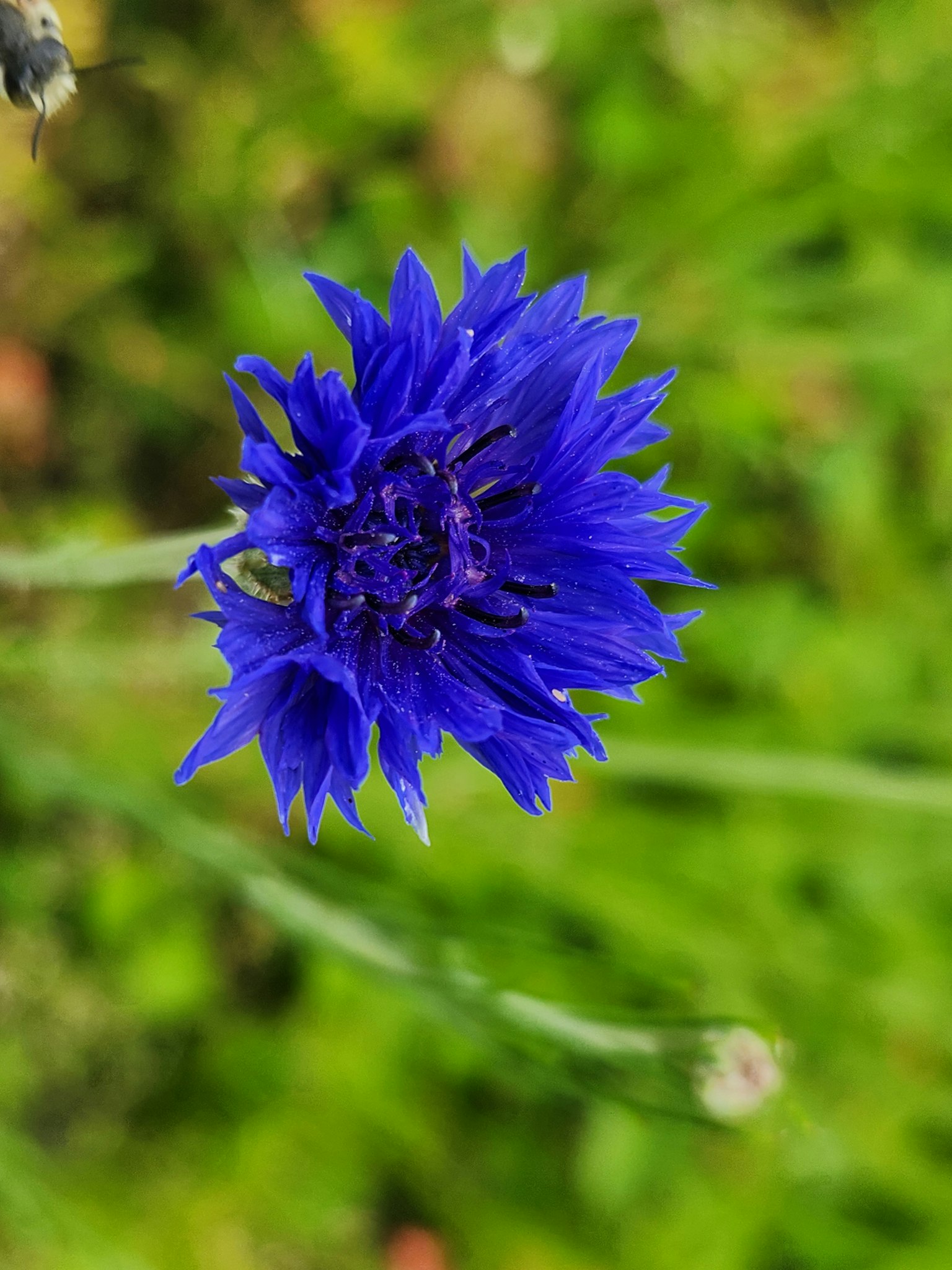 Fiore blu vibrante che sboccia su uno sfondo verde