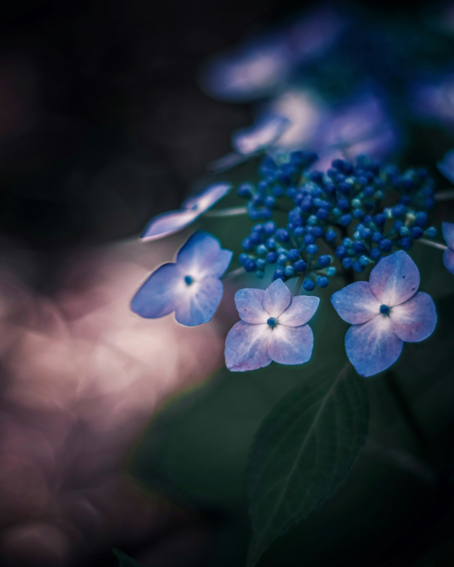 Delicate blue flowers with green leaves create a serene atmosphere