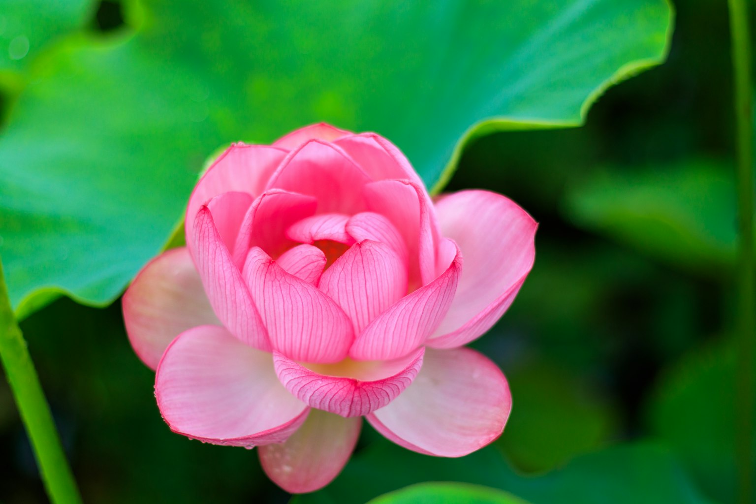 Un bellissimo fiore di loto rosa che sboccia tra foglie verdi