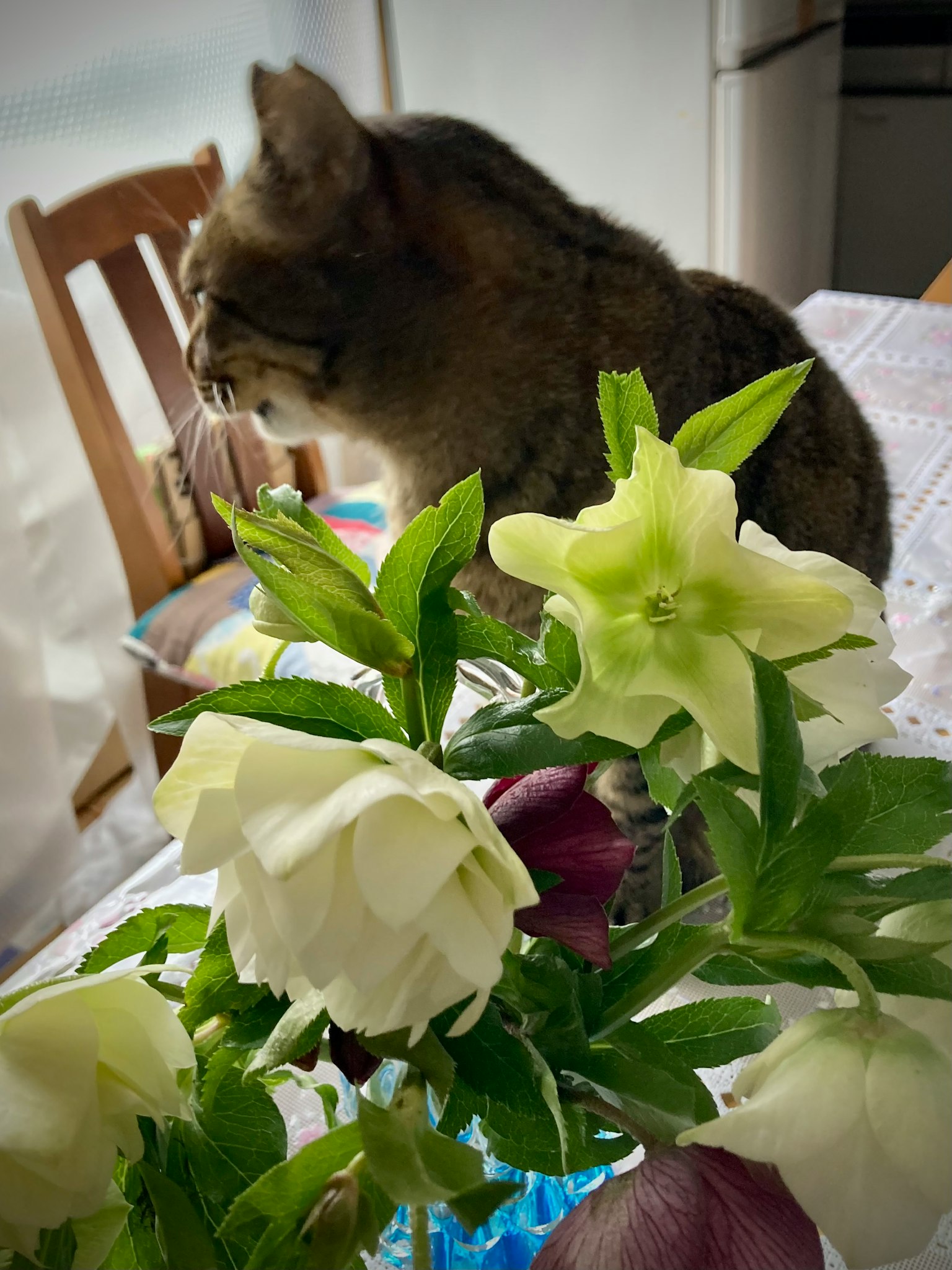 Un chat assis à côté d'un bouquet de fleurs blanches sur une table