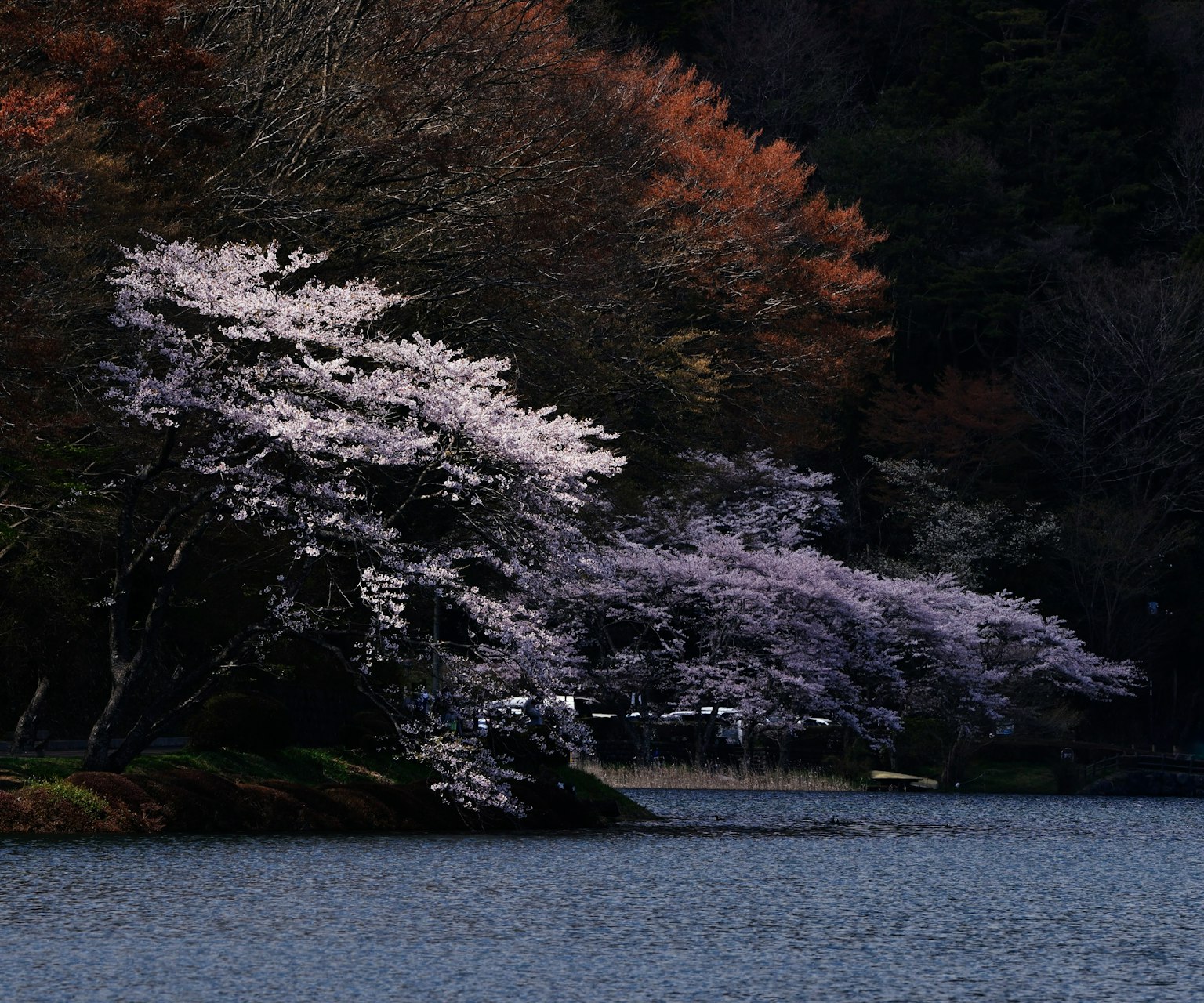 ทิวทัศน์สวยงามของต้นซากุระริมทะเลสาบ