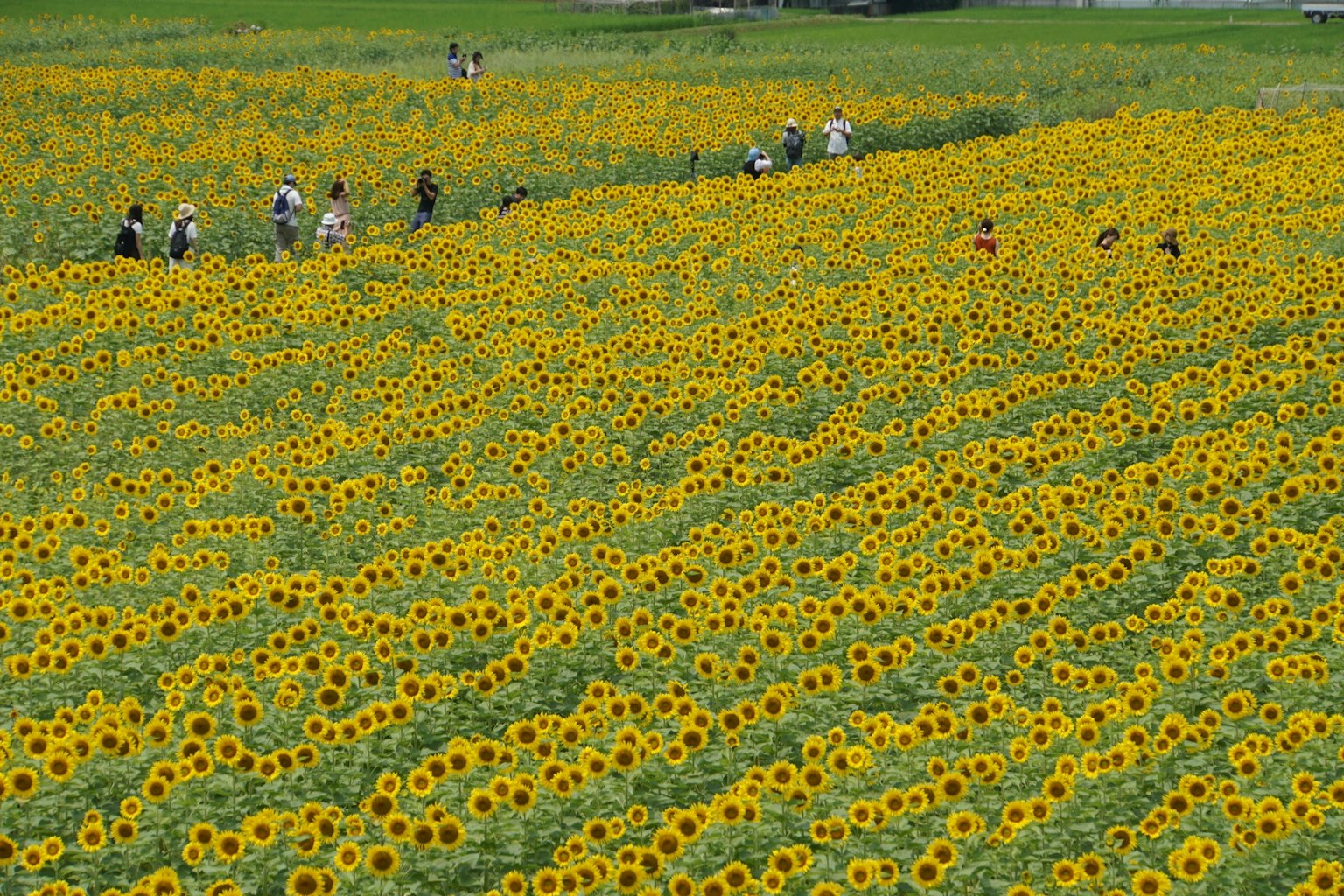 Weites Sonnenblumenfeld mit Menschen, die hindurchgehen