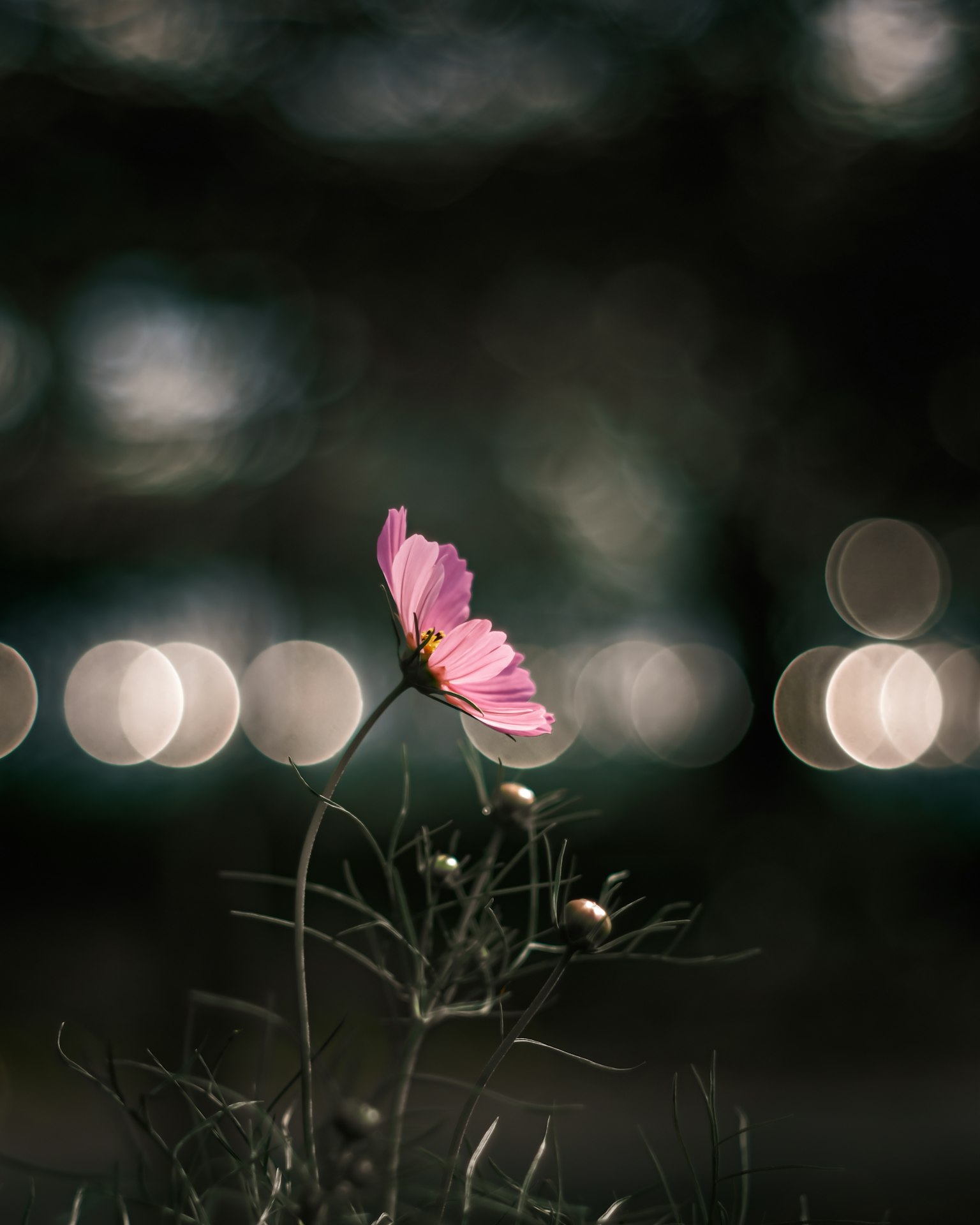 Eine rosa Blume vor einem dunklen Hintergrund mit verschwommenen Lichtern