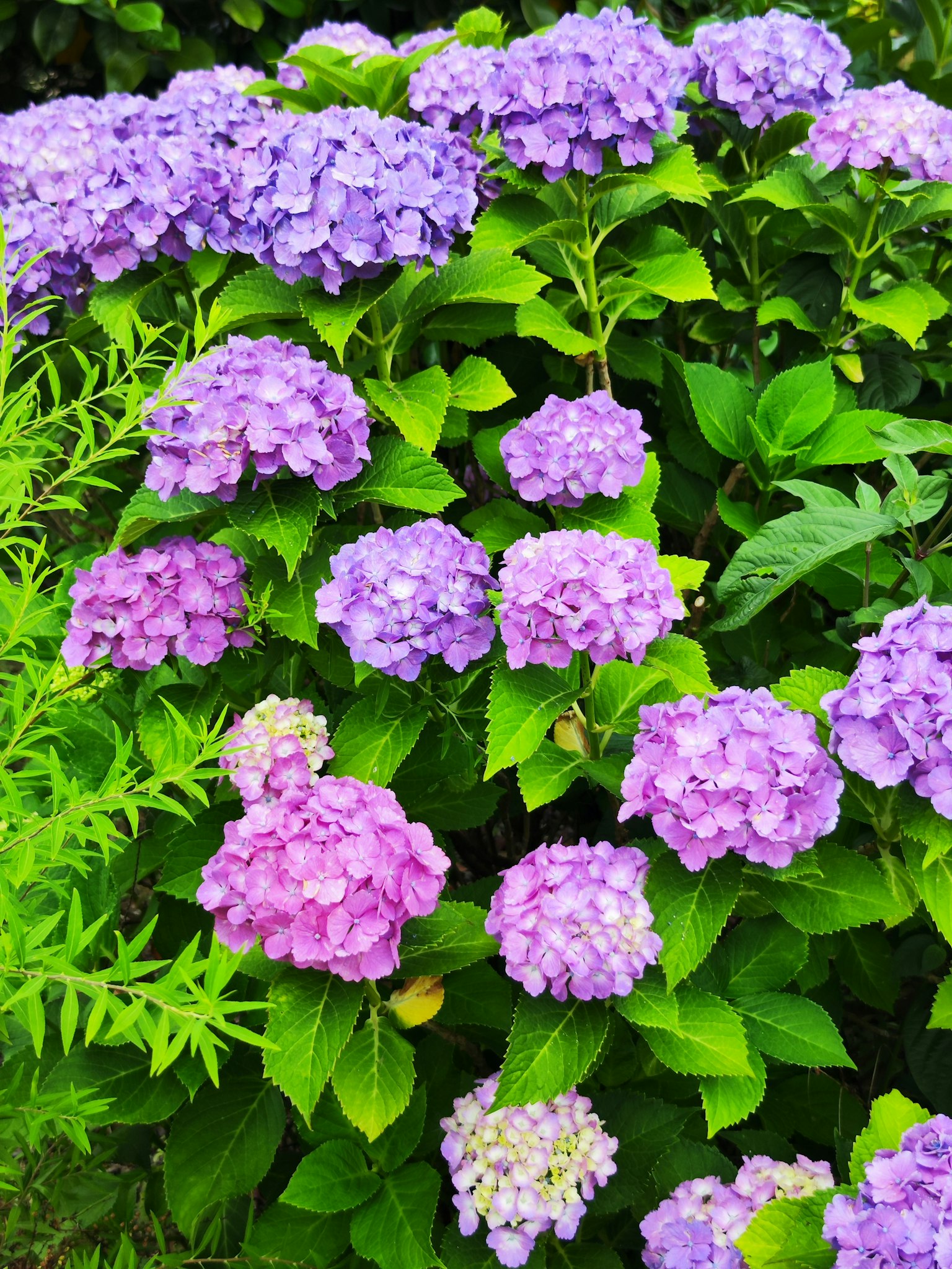 ดอกไฮเดรนเยียสีม่วงและสีชมพูบานอยู่บนพื้นหลังใบเขียว
