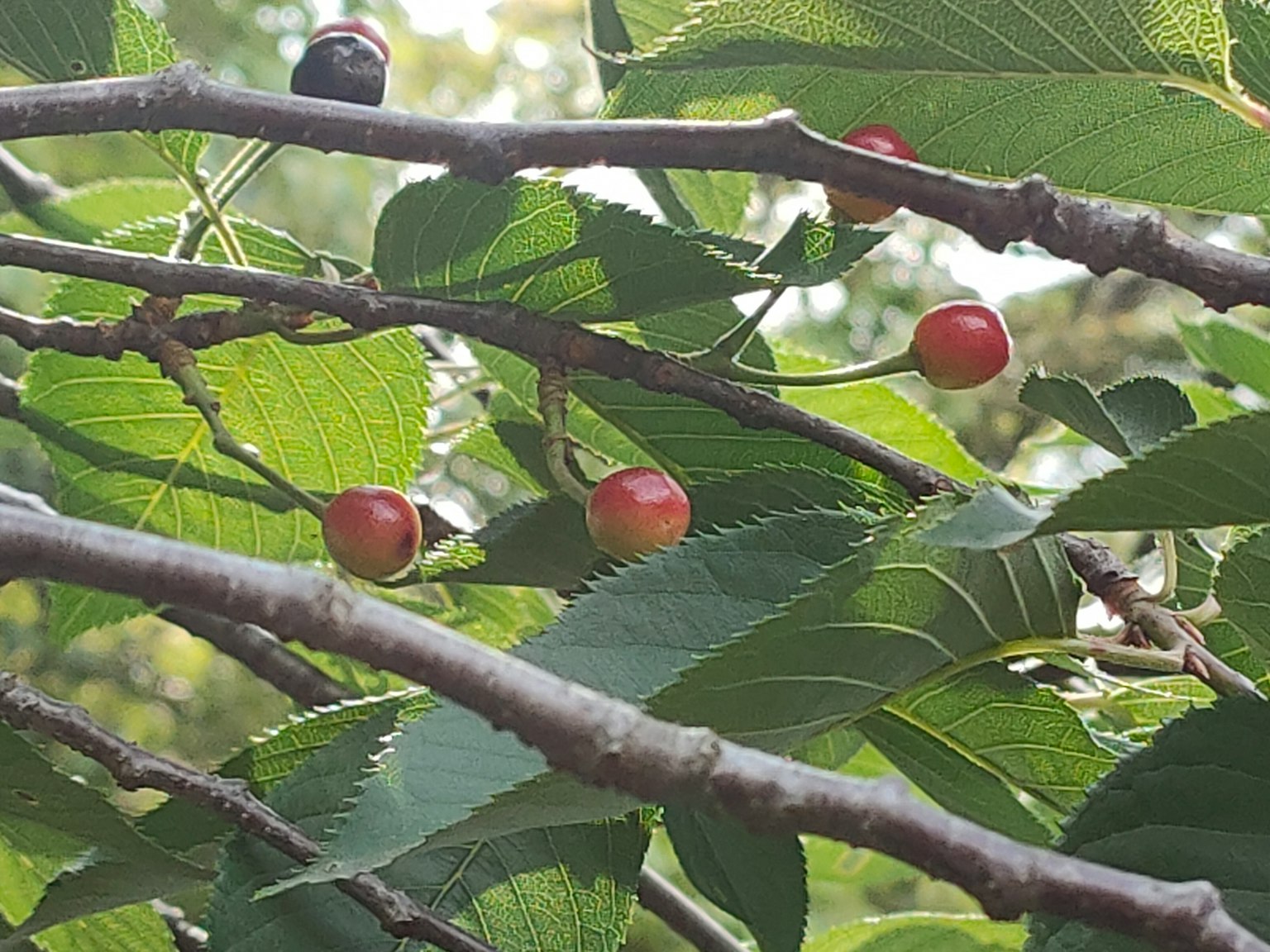 Rami con bacche rosse circondati da foglie verdi