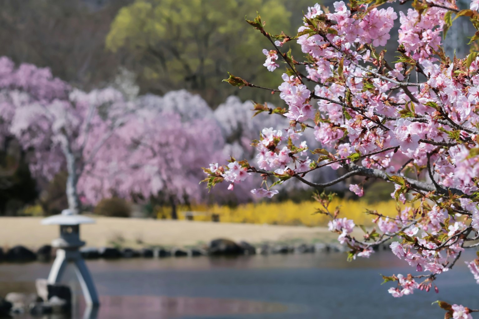 ภาพดอกซากุระบานริมทะเลสาบที่เงียบสงบในวันฤดูใบไม้ผลิที่อบอุ่น